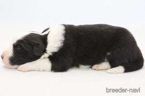 成約済の神奈川県のボーダーコリー-372872の7枚目